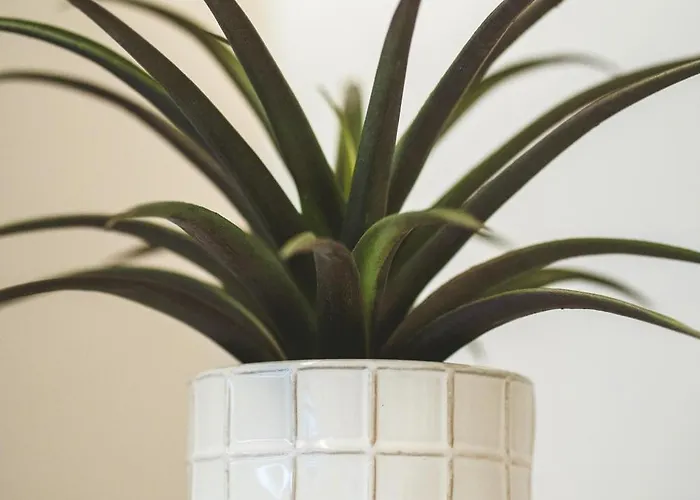 Daire Alter Ego Cozy Corner